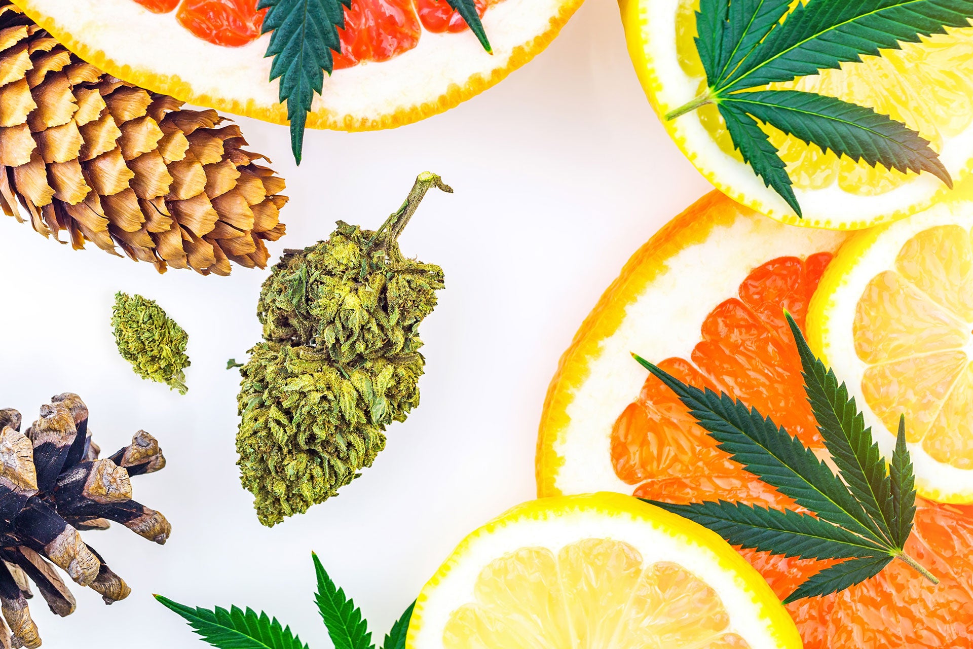 The Impact of Terpenes in Cannabis Plants