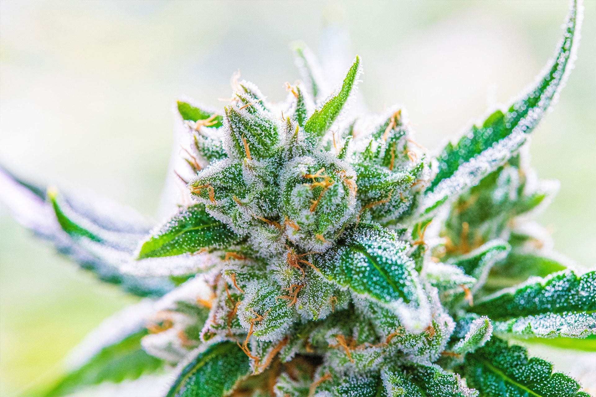Understanding the Difference Between THCa and THC
